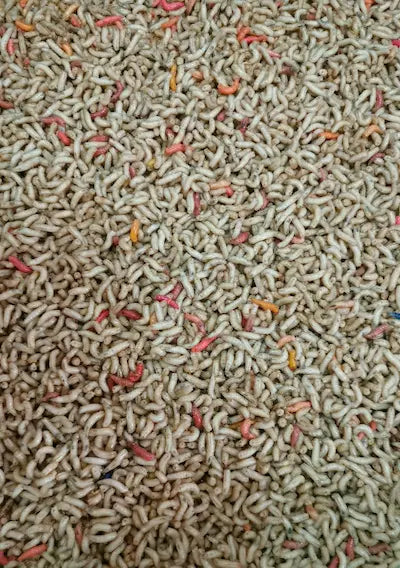 Viermuși mix multicolori vii pentru pescuit la feeder PeCarlig.ro