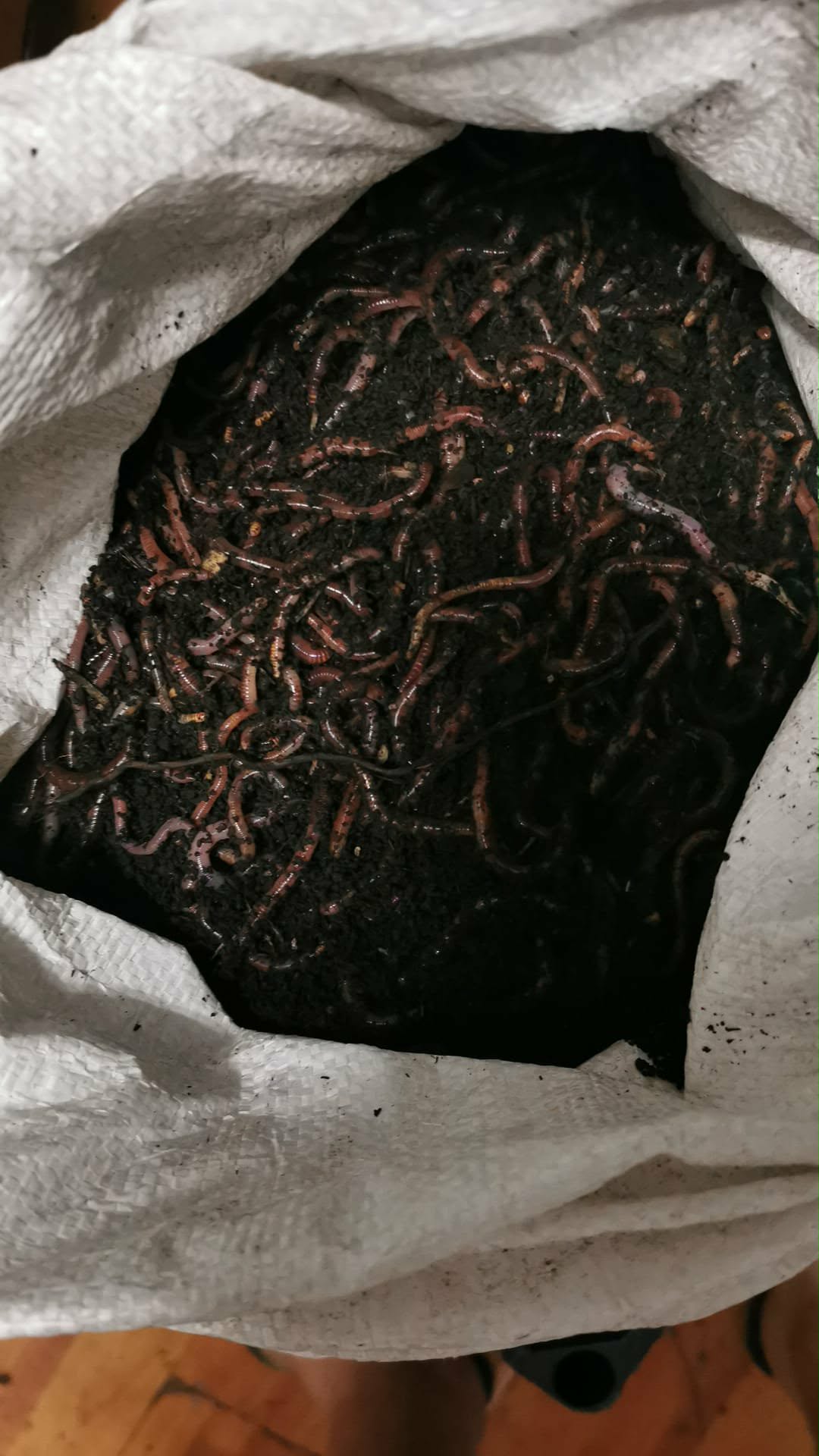 Râme Roșii Vii – Sac 2.5 kg (Momeală Pescuit