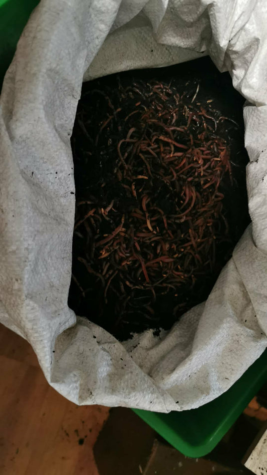 Râme Roșii (Dendrobaena - subțiri) – Sac 2.5 kg 